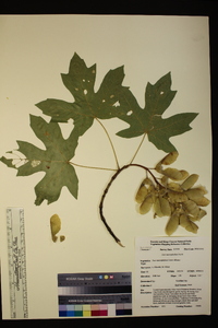 Acer macrophyllum image